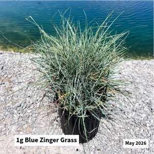 May 2026 1g Blue Zinger Website